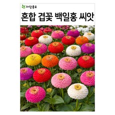 혼합 겹꽃 백일홍 씨앗 30알 왜성 키작은 백일홍 씨 자람종묘, 1개