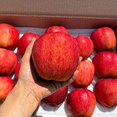 안동 제철과일 고당도 햇 부사 사과 특품 3kg 로얄과