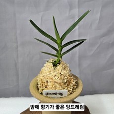 앙드레컴93호토분) 밤에 진한 향기남, 1개