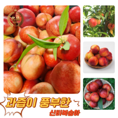 [굿피플] 꿀당도 신비복숭아 복숭아 제철신비복숭아, 1개, 신비복숭아 1kg 대과