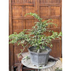 伍寶園藝木藝 斑葉榆樹（彩葉榆）盆栽，彩葉點綴，新手易養，居家綠植首選