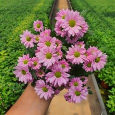 [무지개꽃/색상선택] 미니 국화 (꽃크기 3cm 소국 화분), 08. 연분홍 (스위프티 라이트 핑크), 1개