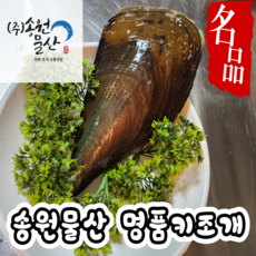 송원물산 키조개 제철 생물 1+1=2마리 캠핑용조개 구이용조개 찜용 고급 활키조개, 2개