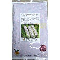 【野菜部屋】WY210 白色糯玉米種子 F1品種 450克裝, 1包