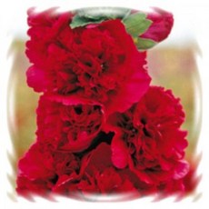 어린모종 접시꽃 8cm분, 채터스 스칼렛(더블), 1개