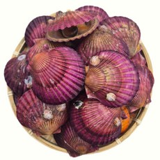 하고잽이수산 고압 솔세척 선별 제철 홍 비단 가리비, 가리비5kg, 1개