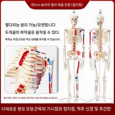 인체 골격 모형 해부학 척추 브라켓 학습 교구 교육용, 85cm 매달린 근육
