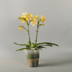 식물교감 호접란 금나비((쌍대) 서양란 난초 개업 축하선물, 옐로우비비안, 1개