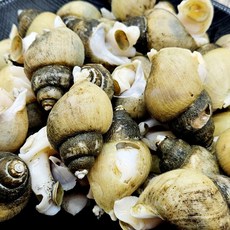자연산 흑고동 동해 골뱅이 생물 급냉, 2개, 1kg (생물)