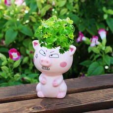 귀여운화분 고양이 돼지 잔디키우기 새싹 원예 반려 학습 diy 잔디머리 체험 식물 장식, 피기앵그리(트레이보내기)미모사, 1개