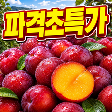 [파격초특가100박스] 산지직송 과즙미폭발 햇 자두, 1박스, 1kg(소과)