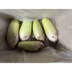[돌하루방농원]제주 월동무 흙무 산지직송 김장무 깍두기무, 1개, 18~20kg 못난이 흙무(8~15개)