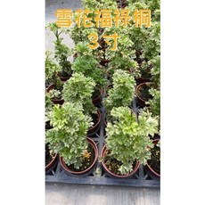 雪花福祿桐特價盆栽，居家綠植盆景，易於照料，增添生活品味