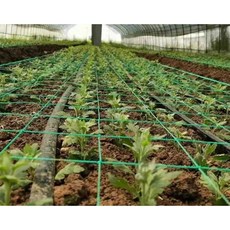 절화망 작물망 가지망 고추줄 재배 농업용 100m 맞춤 네트, 1개, 폭0.7m 7개 격자 메시 10cm