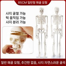 전신 뼈모형 뼈골격 뼈대 해부 신체 해골 포함 모형 교육, B. 85cm 스켈리턴 레귤러