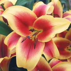 우리화훼종묘 백합 구근 - 플라비아, 1개