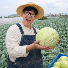 국내산 양배추 신선한 배추 샐러드용 채소 아삭한 식감 당일수확, 3kg