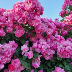 덩굴장미묘목 안젤라 넝쿨 줄장미 울타리 아치, 1개, 안젤라(핑크)