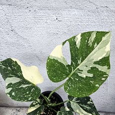 무늬몬스테라 키우기 중품 - 찢잎보장, 1개