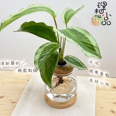 理想小品 青蓮竹芋 玻璃水耕盆栽, 1個, 青蓮竹芋+玻璃胖胖瓶