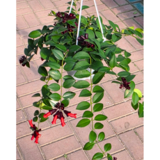 식물교감 트리초스 립스틱플랜트 트리쵸스 행잉 공중걸이, 1개