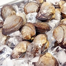 당일작업 자연산 피조개1kg 피조개회1팩140g, 1개