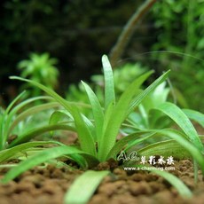 AC草影 大TACO II型 穀精草 水草造景 魚缸造景, 1個