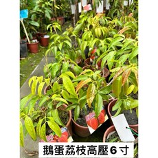 霏霏園藝鵝蛋荔枝6吋盆栽 株高20公分以上 7-11超商取貨 居家盆栽首選, 1個
