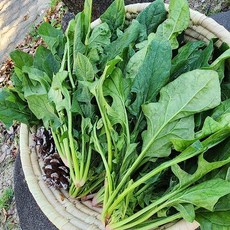 청정 남해 노지 시금치 보물초, 500g, 1개
