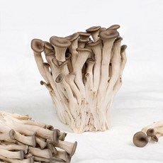 국내산 무농약 느타리버섯 200g 10팩