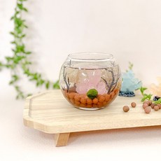[반려식물] 미니 어항 마리모 키우기 DIY - 1인세트, 1개