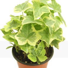 골드칼라아이비-아이비/덩굴식물/송악속/관엽, 1개