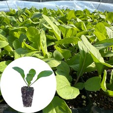 새마을총각 루꼴라모종 로켓샐러드, 2개