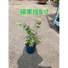 霏霏園藝 蘋果桉 5吋盆 一棵, 1個