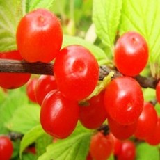 앵두나무 왕앵두나무 묘목 특묘, [ 왕앵두나무 특묘 ], 1개