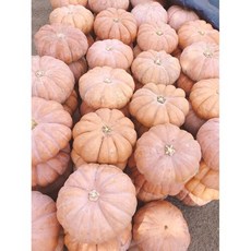 미소진 국내산 늙은호박 3kg~4kg, 1개