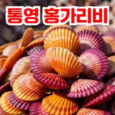 청정바다 싱싱통통 제철 통영 홍가리비, 1세트, 5kg