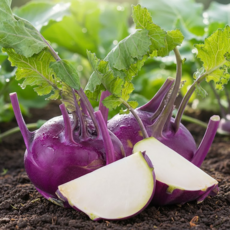 [딱7일만초특가} 시즌마지막물량 제주산지직송 정품 콜라비, 1개, 3kg