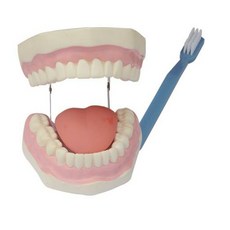 이모형 구강 충치 병원 디스플레이 모형 6배 1. 일반형, A. 치아 보건 모형 탐구 과학 보급 기기 과, 1개