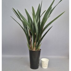 산천보세 포트7촉 / 꽃대3대 동양난 취미난 동양란전문 그린난농원, 1개