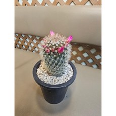 팅커벨 성성환, 1개