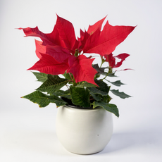 윤스가든 포인세티아 크리스마스 겨울 꽃 생화 화분 빨간색 연말 집들이선물 감성 인테리어식물, 1개, 2.포인세티아_레드_볼항아리
