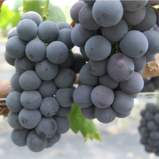 고당도 세척과일 거봉 포도 특품 프리미엄, 1박스, 1.6kg