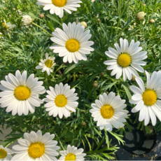 흰색 데이지 2개세트 목마가렛 데이지꽃, 2개