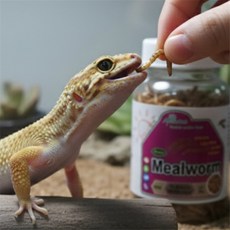 정그리마켓 국내산 건조밀웜 도마뱀 고슴도치 햄스터 밀웜 간식 도마뱀먹이 밀웜간식 고슴도치먹이, 15g