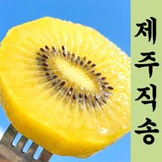 [유통마진제로] 재구매폭발 꿀당도Brix 제주직송 골드키위, 1박스, 2kg