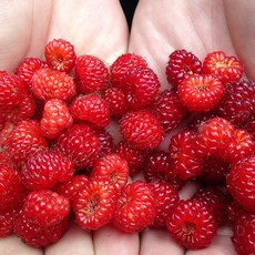 [산지직송] 제철 경북 달콤 산딸기, 1박스, 250g x 2팩