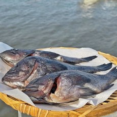 반건조 우럭 3마리 북해도산 국내가공, 1세트, 450g
