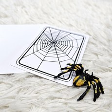 거미카드 (더웹), 1개