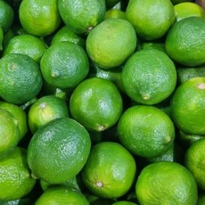 [업소용] 멕시코 생 라임, 1개, 프리미엄 대과 50과 (5.2kg)